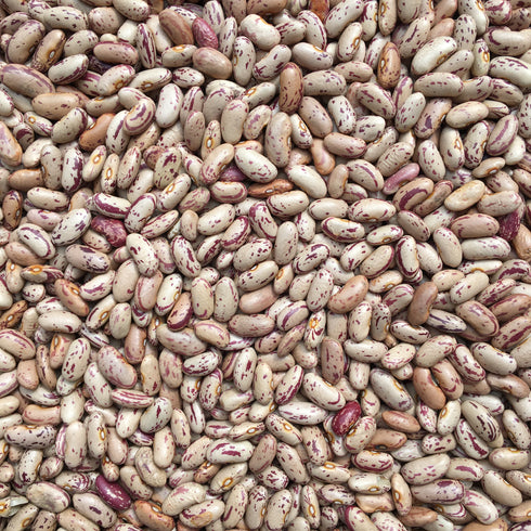 ORGANIC PINTO BEANS