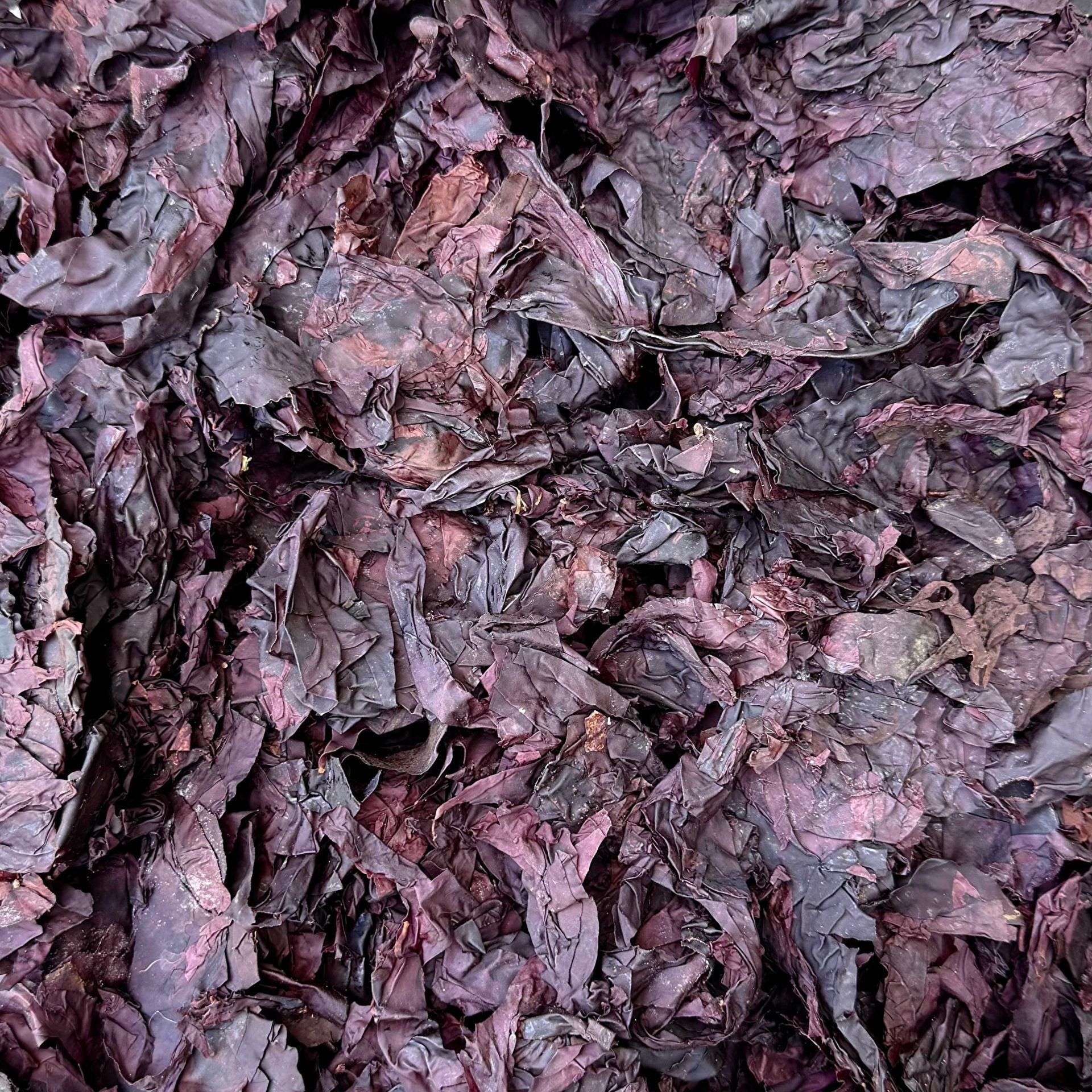 ORGANIC DULSE, whole leaf