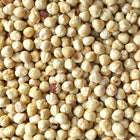 ORGANIC HAZELNUTS, dry roasted, whole | Organic Matters