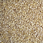 ORGANIC PINE NUTS | Organic Matters