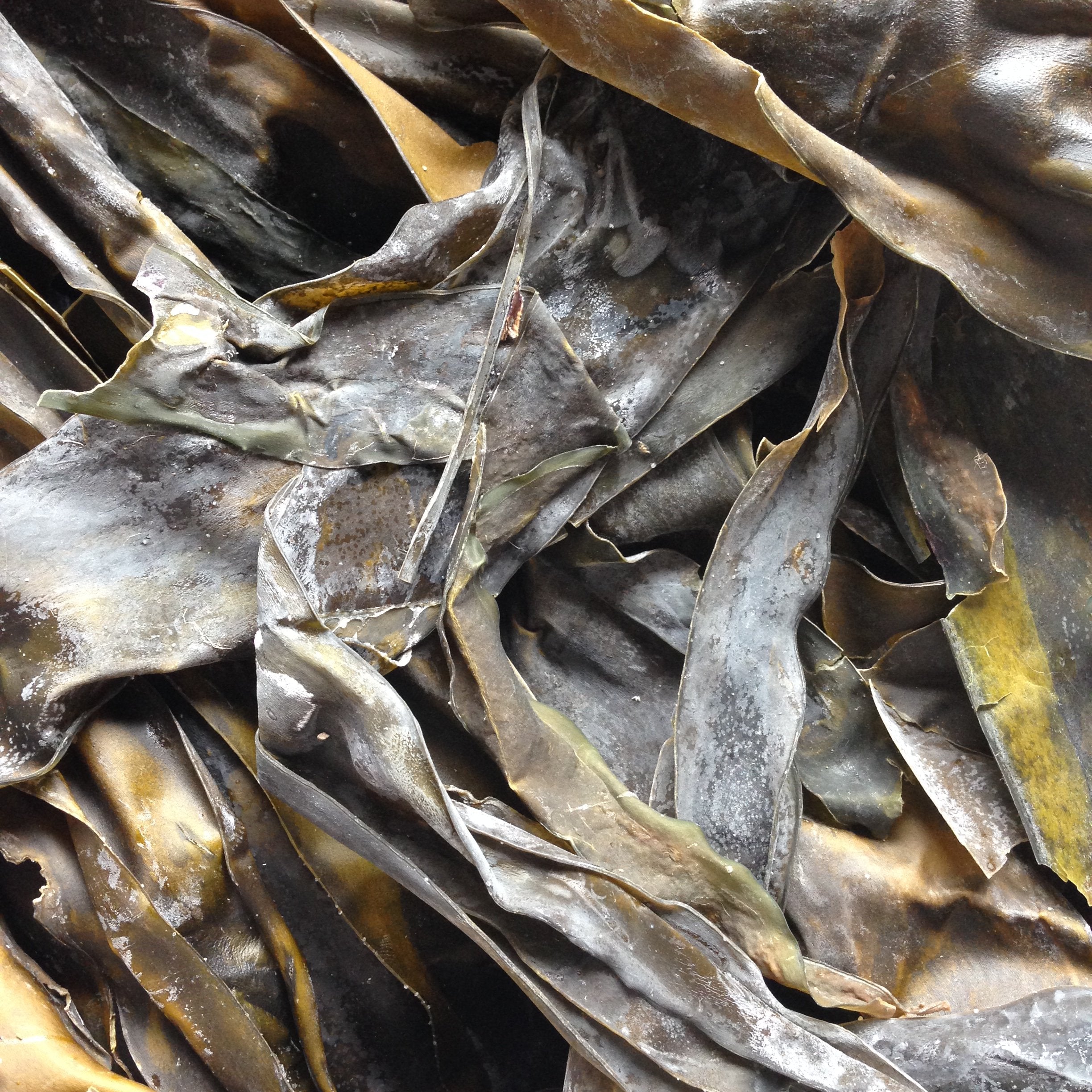 KOMBU, whole, wild harvested | Organic Matters