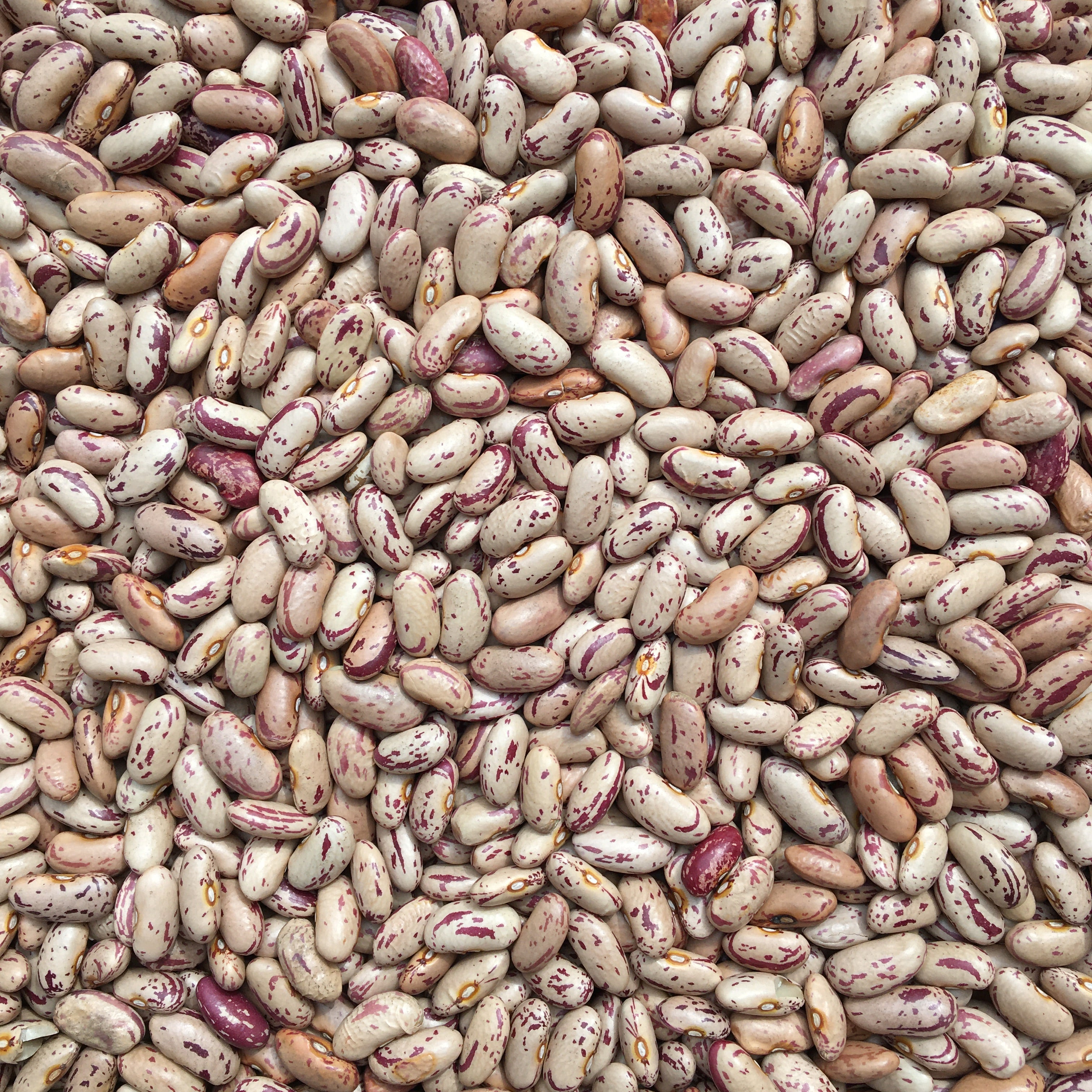 ORGANIC PINTO BEANS