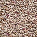 ORGANIC PINTO BEANS