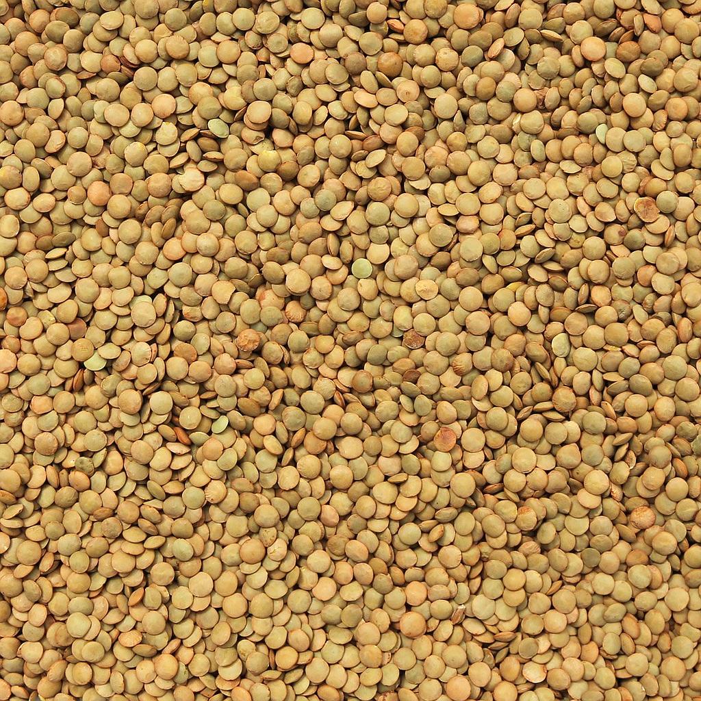 ORGANIC LENTILS, Green (Laird)
