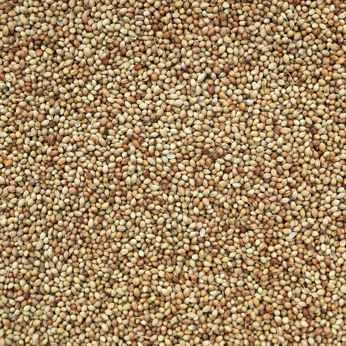 ORGANIC CORIANDER SEEDS, whole | Organic Matters
